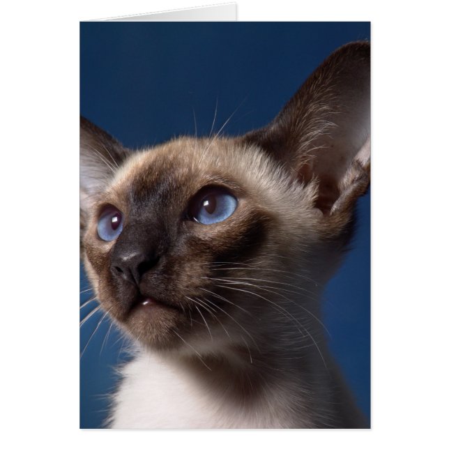Siamese katt med blåttögon hälsningskort (Framsidan)