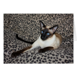 Siamese katt med fläckar för djur för hälsningskort