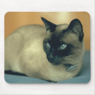 Siamese katt musmatta