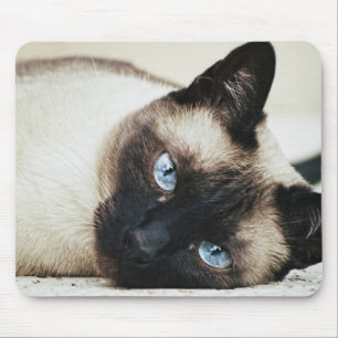 Siamese katt musmatta