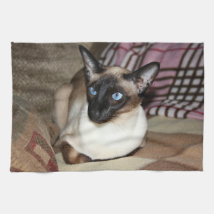 Siamese katt som kopplar av på soffan kökshandduk