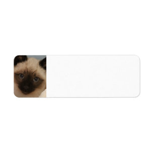 Siamese kattadressetiketter returadress etikett