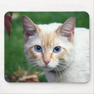 Siamese kattansiktemousepad musmatta