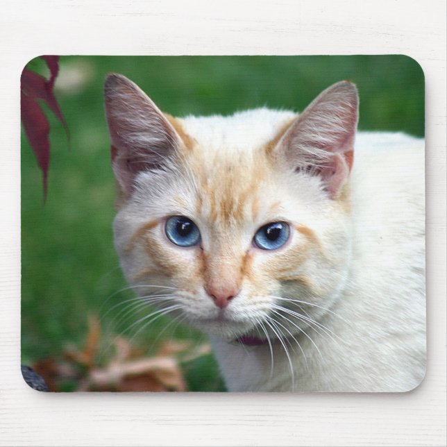 Siamese kattansiktemousepad musmatta (Framsidan)