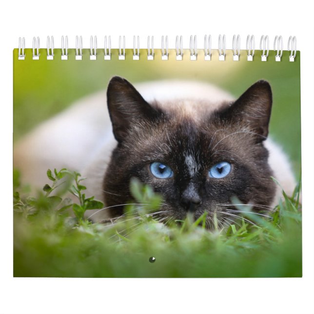 Siamese kattkalender kalender (Omslag)