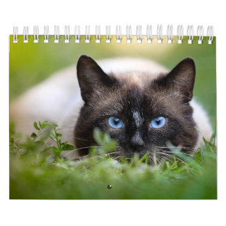 Siamese kattkalender kalender