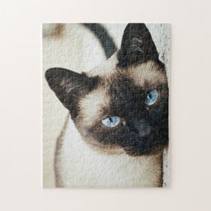 Siamese kattpussel pussel