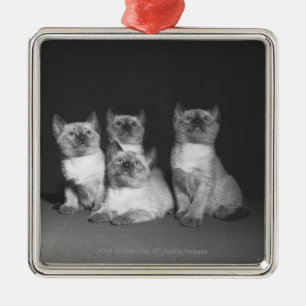 Siamese kattungar tittar upp B&W Julgransprydnad Metall