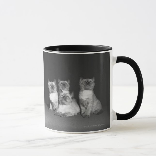 Siamese kattungar tittar upp B&W Mugg (Höger)