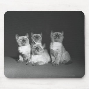 Siamese kattungar tittar upp B&W Musmatta