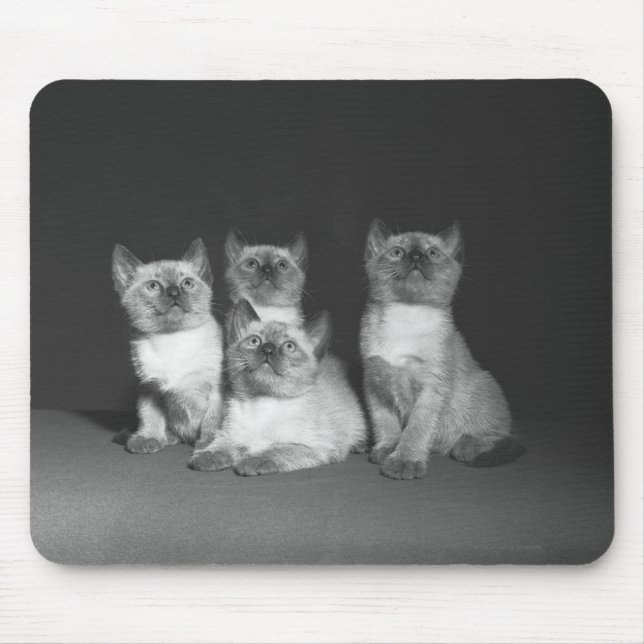 Siamese kattungar tittar upp B&W Musmatta (Framsidan)