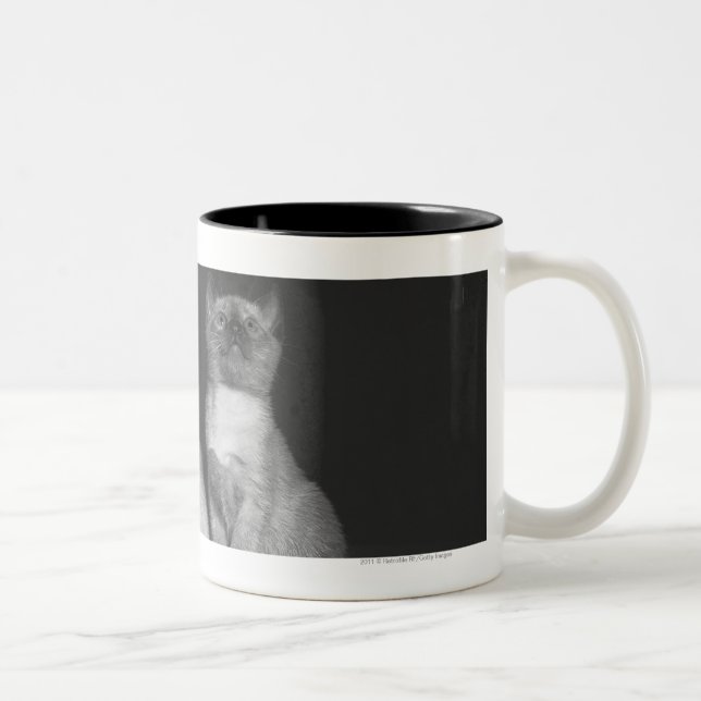 Siamese kattungar tittar upp B&W Två-Tonad Mugg (Höger)
