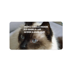 Siamese kattunge adressetikett