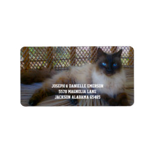 Siamese Kattunge Adressetiketter