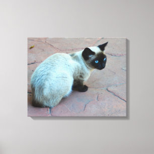 Siamese kattunge canvastryck