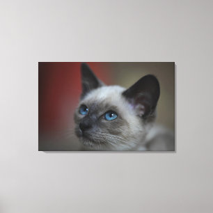 Siamese kattunge canvastryck