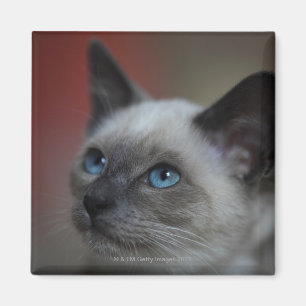 Siamese kattunge magnet