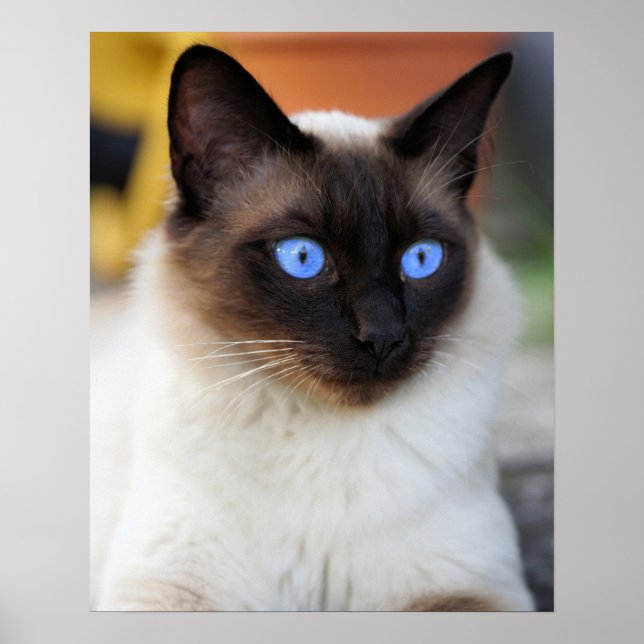 Siamese kattunge med vackra, blå öga poster (Framsidan)