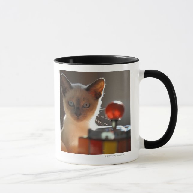 Siamese kattunge mugg (Höger)