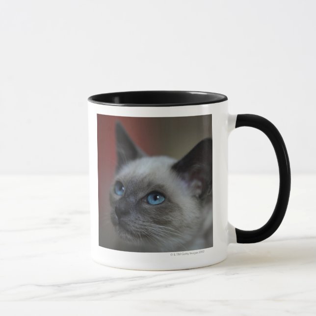 Siamese kattunge mugg (Höger)