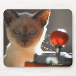 Siamese kattunge musmatta