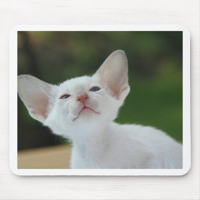 Siamese kattunge musmatta (Framsidan)