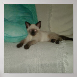 Siamese kattunge poster