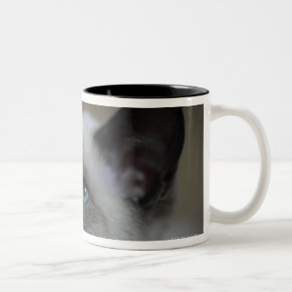 Siamese kattunge Två-Tonad mugg