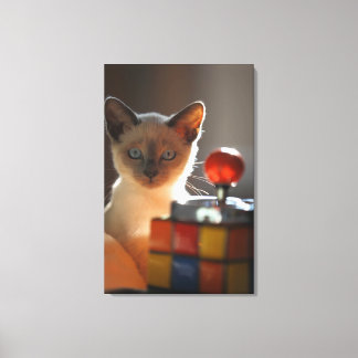 Siamese kitten 2 canvastryck