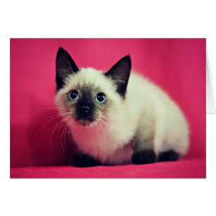 Siamese Kitten Blank Inside Card Hälsningskort