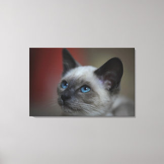 Siamese kitten canvastryck