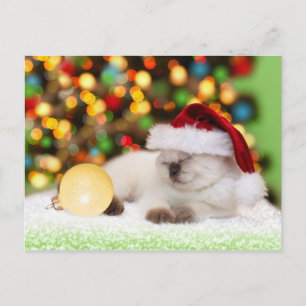 Siamese Kitten: Guld Ornament Vykort