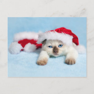 Siamese Kitten: jul Kattunge Helg Vykort