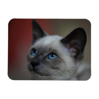Siamese kitten magnet