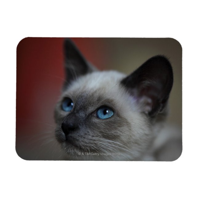 Siamese kitten magnet (Horisontell)