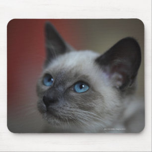 Siamese kitten musmatta