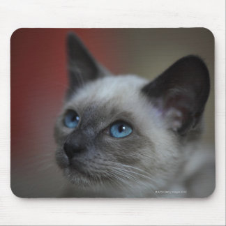 Siamese kitten musmatta