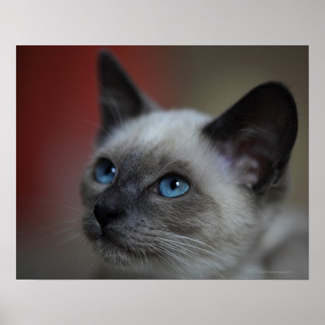 Siamese kitten poster (Framsidan)
