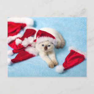 Siamese Kitten: Santa Hats Helg Vykort
