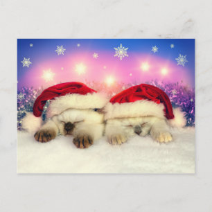 Siamese Kitten: Santa Twinsies Helg Vykort