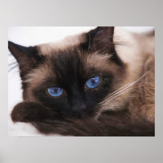 Siamese Kitten Sötnos Ansikte Poster (Framsidan)