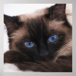 Siamese Kitten Sötnos Ansikte Poster