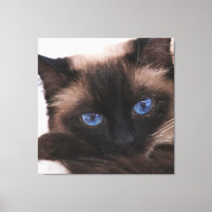 Siamese Kitten Sweet Ansikte Canvastryck