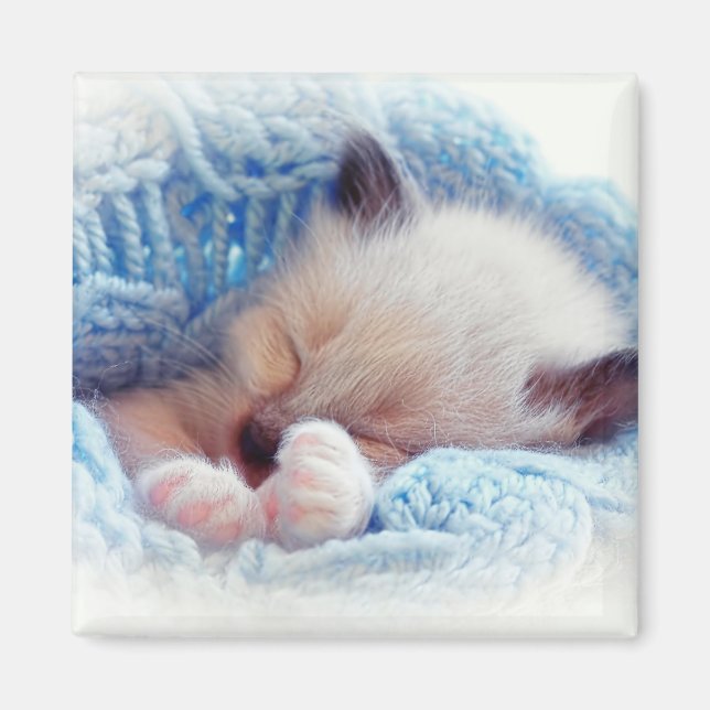 Siamese Kitten Tass Magnet (Framsidan)