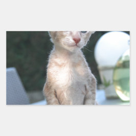 Siamese Kitten vid bord Rektangulärt Klistermärke