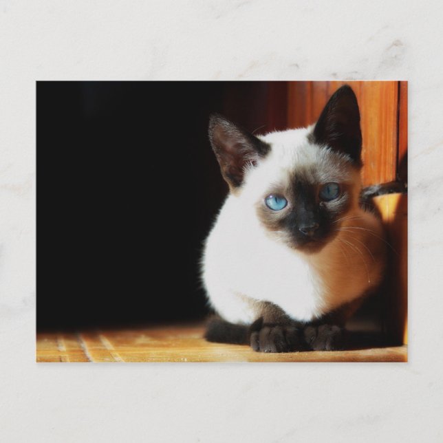 Siamese Kitten Vykort (Framsida)