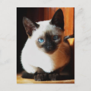 Siamese Kitten Vykort