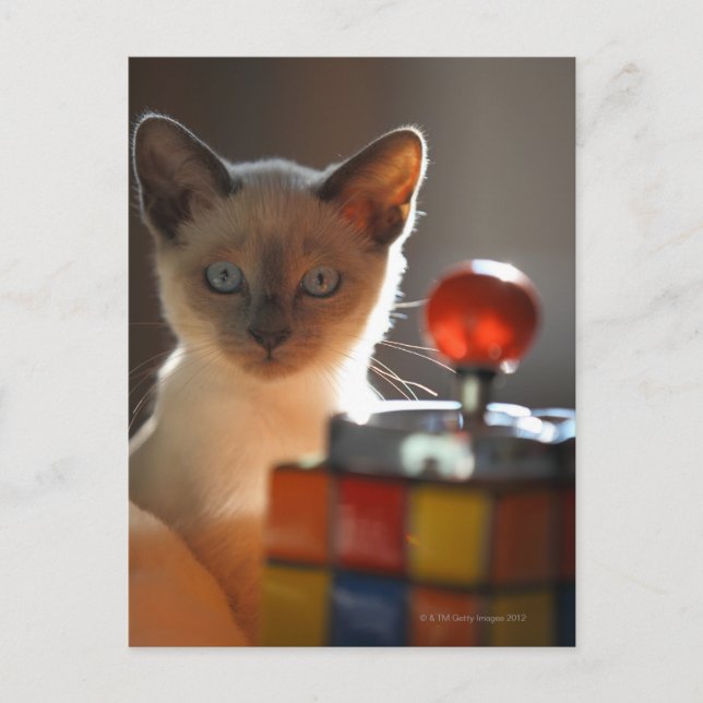 Siamese kitten vykort (Framsida)