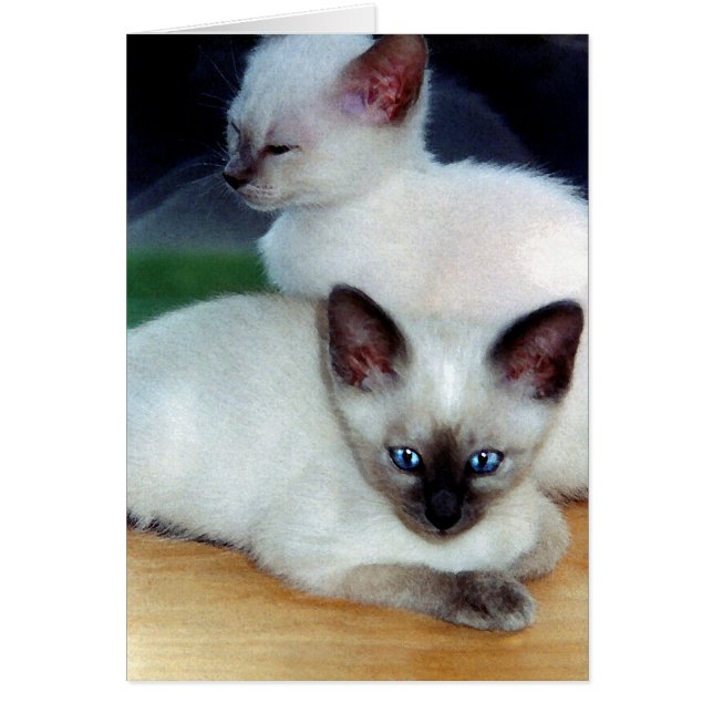 Siamese Kittens kort (Framsidan)