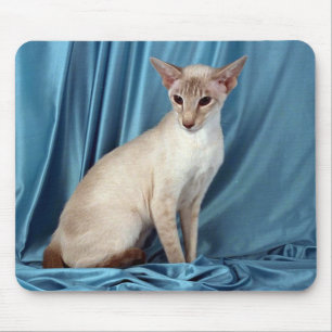 Siamese pekar lilan musmatta